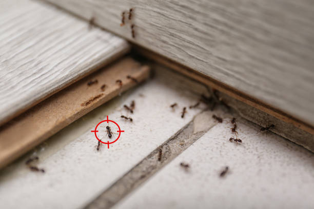 Trusted Greencastle, IN Pest Control Experts