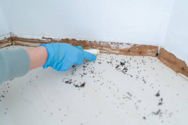 Best Insect Control  in Greencastle, IN